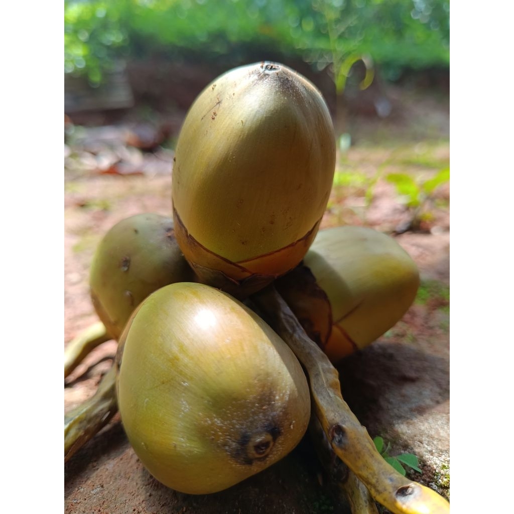 

beluluk kelapa muda fres obat herbal diabetesper5biji