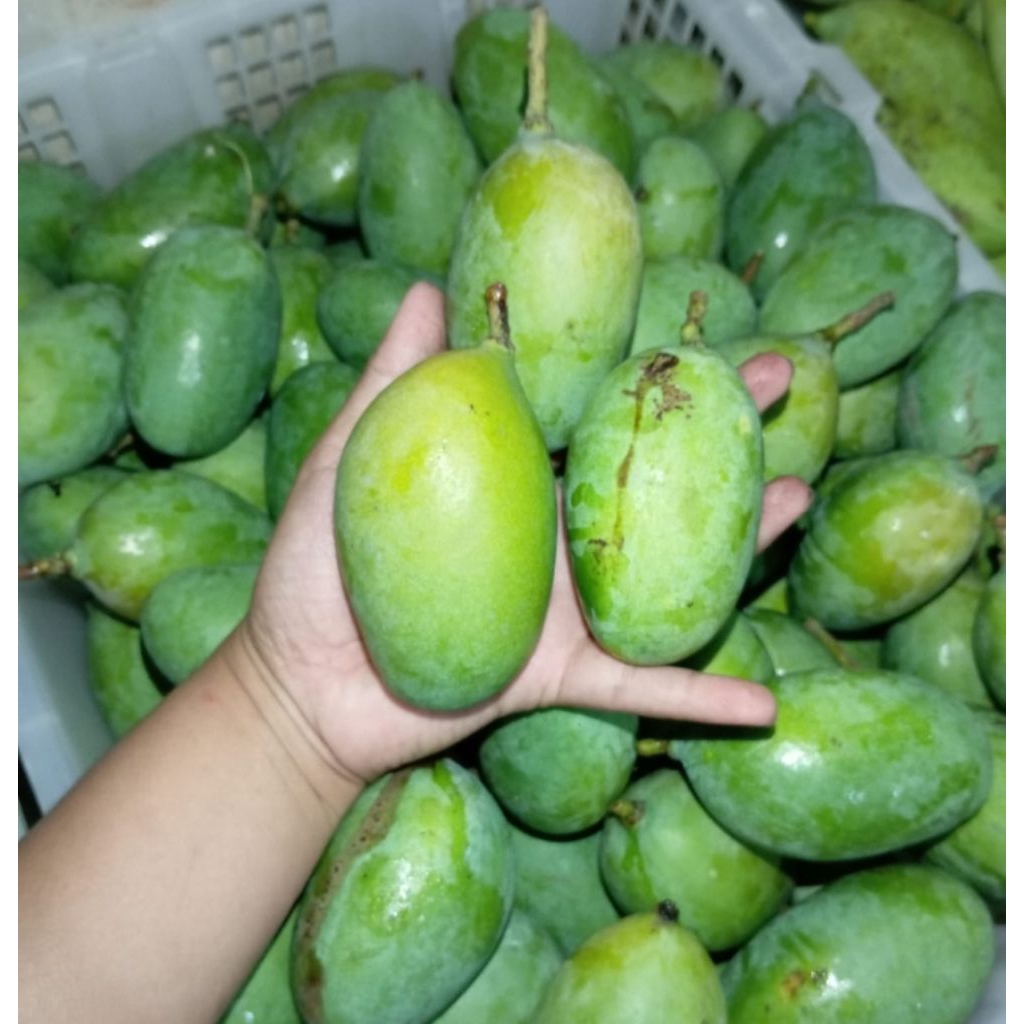 

Mangga Rujak Kress 1kg