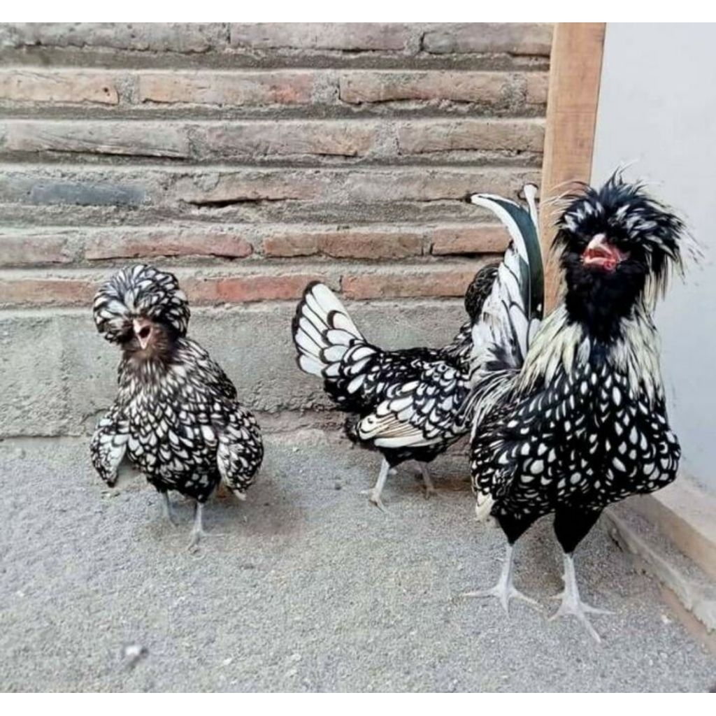 

Telur Ayam Hias Poland Batik Untuk Diteteskan bergaransi