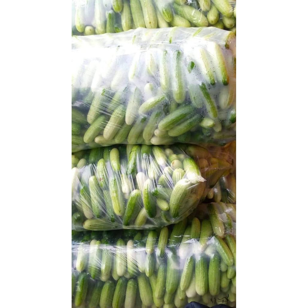 

timun 1kg hijau dan segar