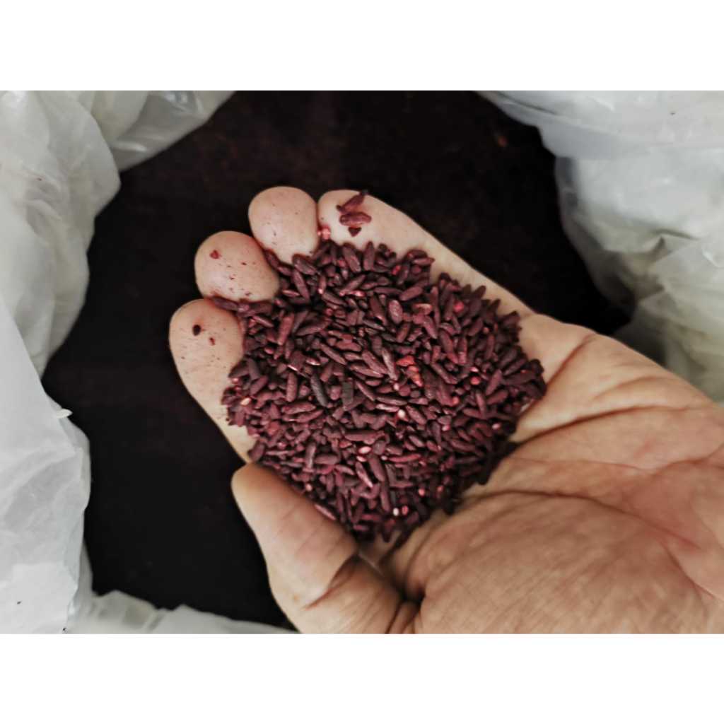 

Angkak Beras Merah Kemasan 100gr 1ons