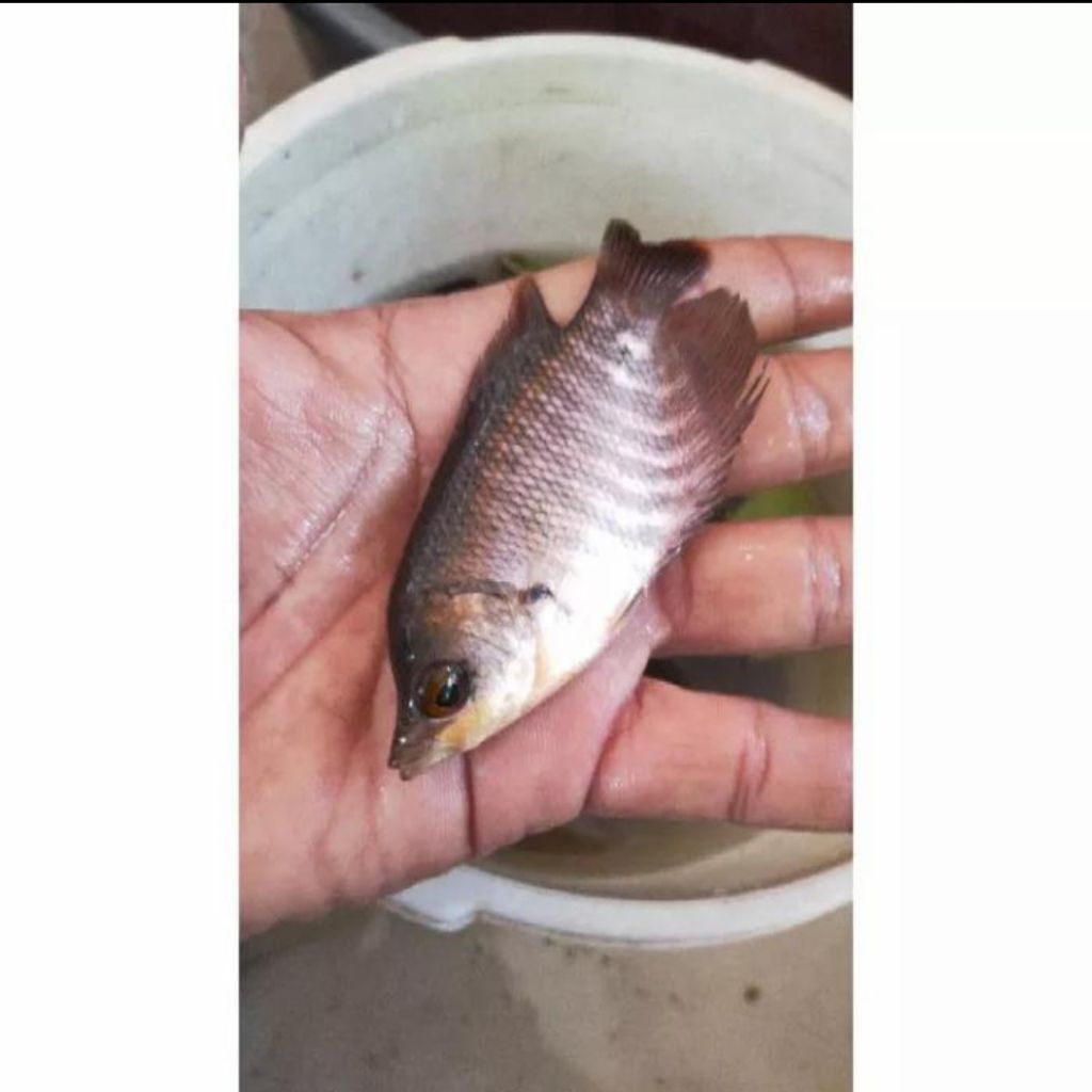 Bibit Ikan Gurame Soang