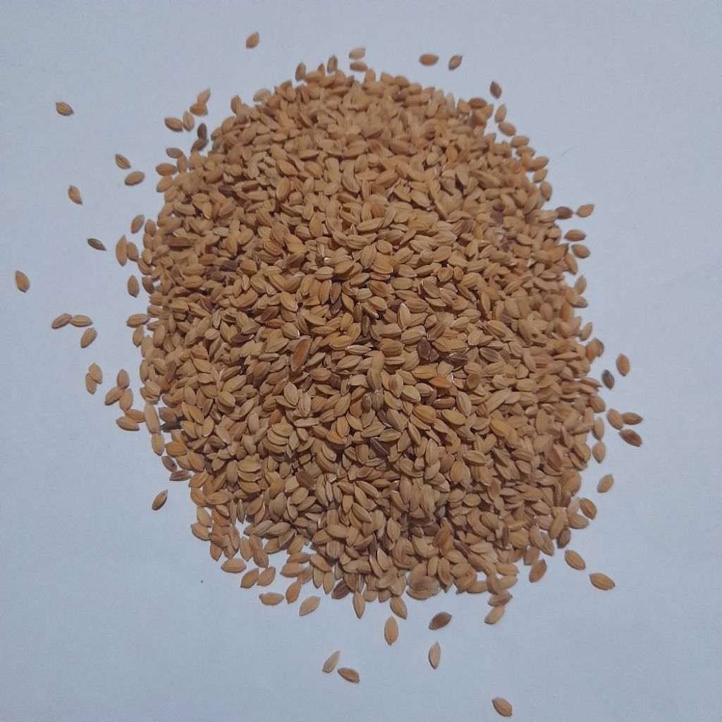 Gabah bangkok untuk pakan burung. 250gr.