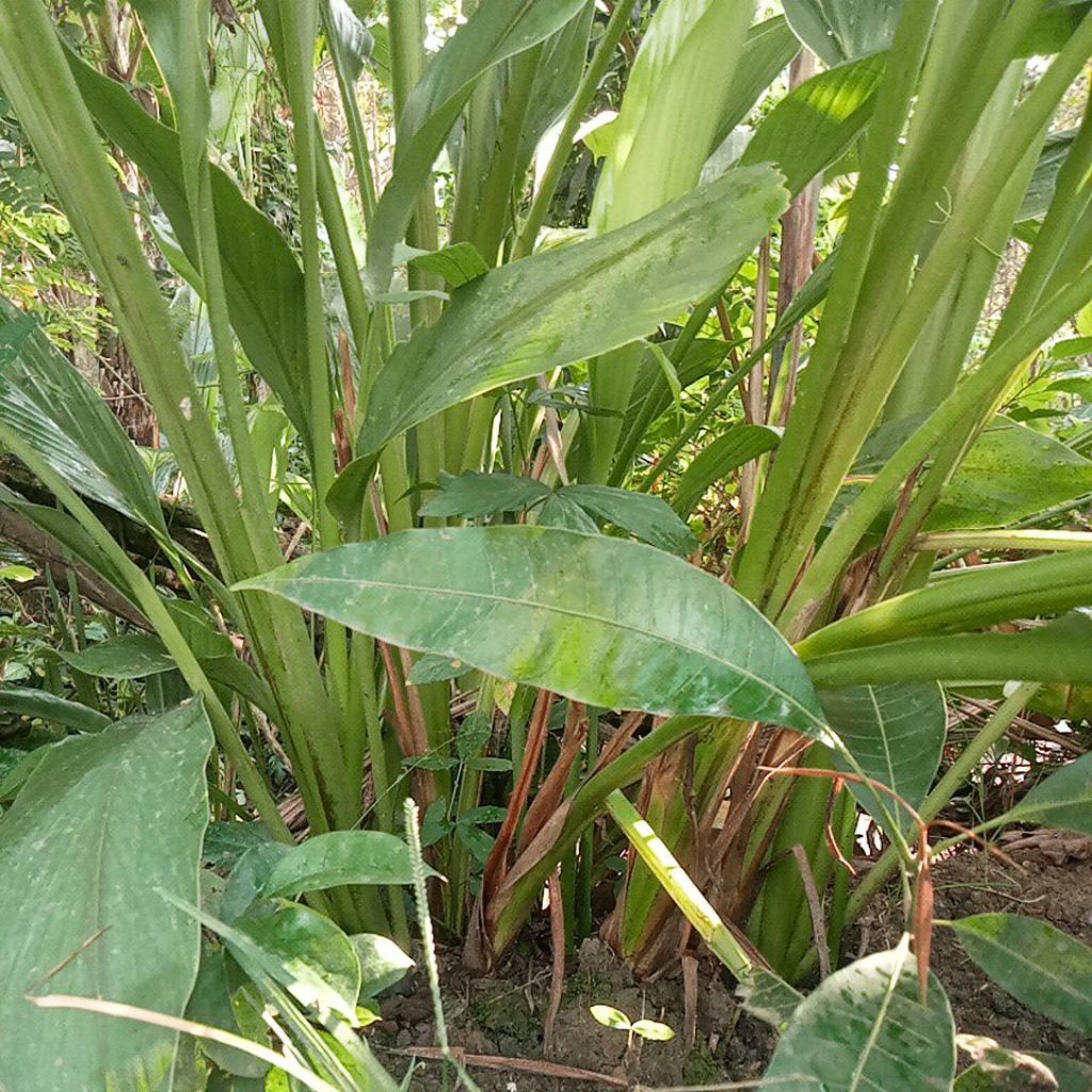 

lapor Madura asli 1kg