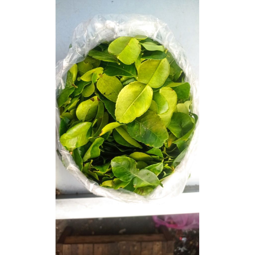 

Daun Jeruk / Jeruk Purut / Purut Segar