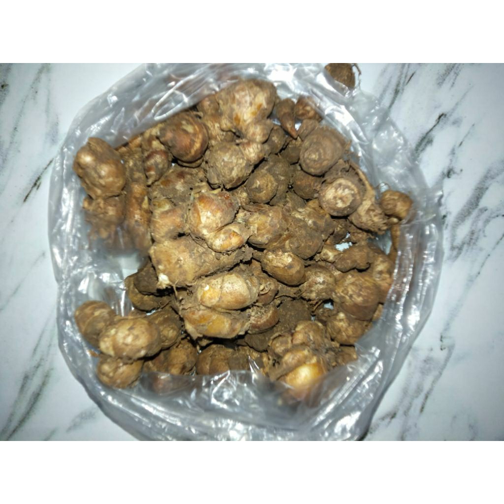 

bumbu dapur kencur segar
