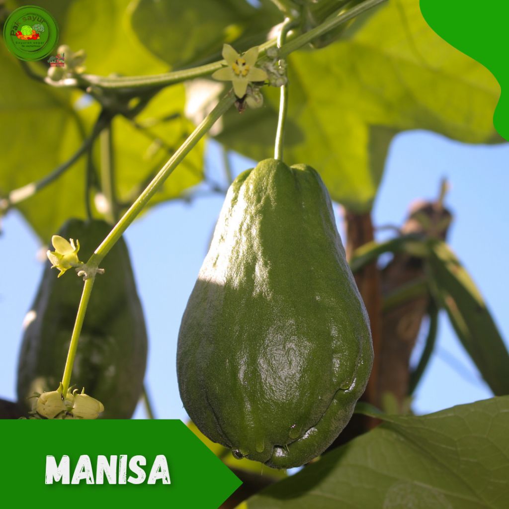 

Manisa / Labu Siam , Manisa Fresh - 1 Pcs , Manisa / Labu Siam , Super Segar , chayote