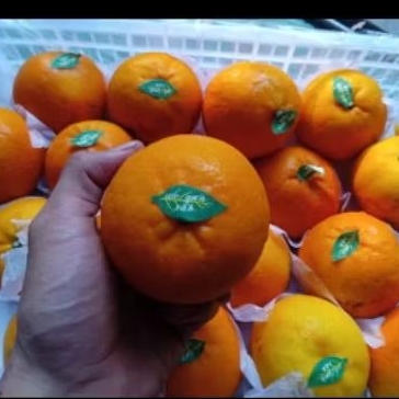 

Buah Jeruk Wogan Jual per 1Bok krat
