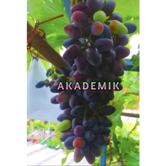 

Bibit Anggur Import Akademik