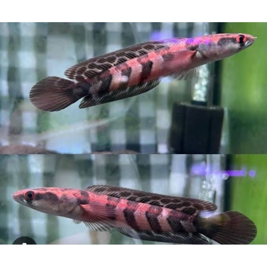 Patung Red Barito Grade A++