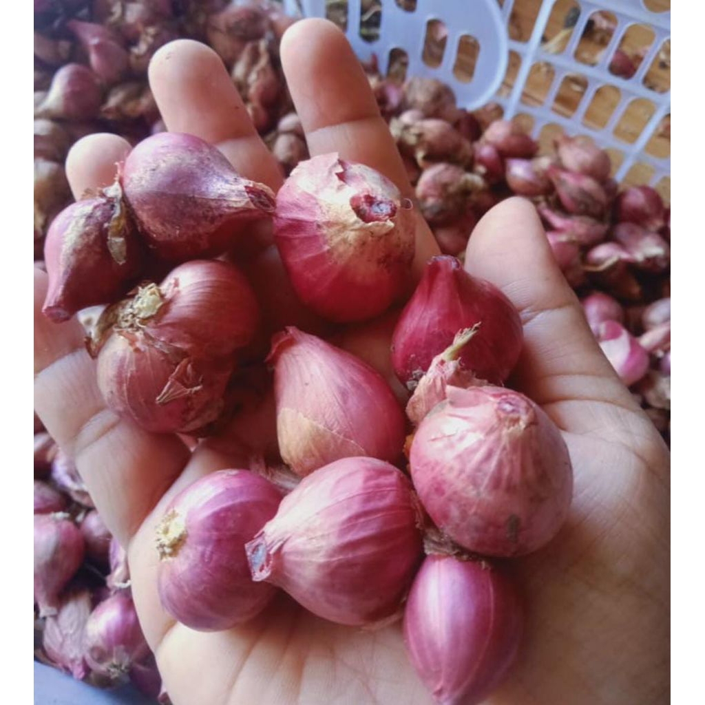 

Bawang Merah 500g