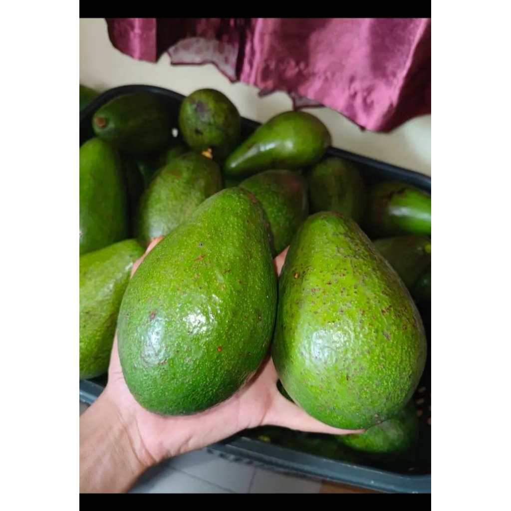 

alpukat mentega muria jumbo sekilo isi 2_3