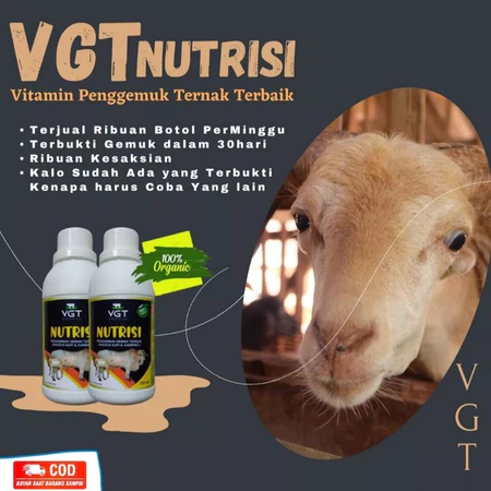 VGT NUTRISI KAMBING PENGGEMUK KAMBING MENAMBAH NAFSU MAKAN KAMBING DOMBA