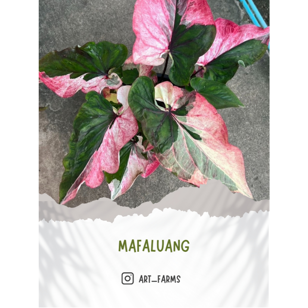 Caladium Mafaluang/ Keladi import Thailand