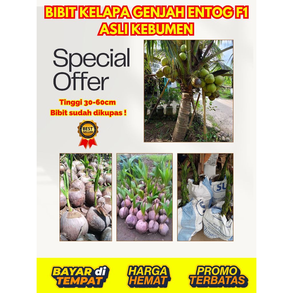 SUDAH DIKUPAS  Bibit Buah Kelapa Genjah Hibrida F1