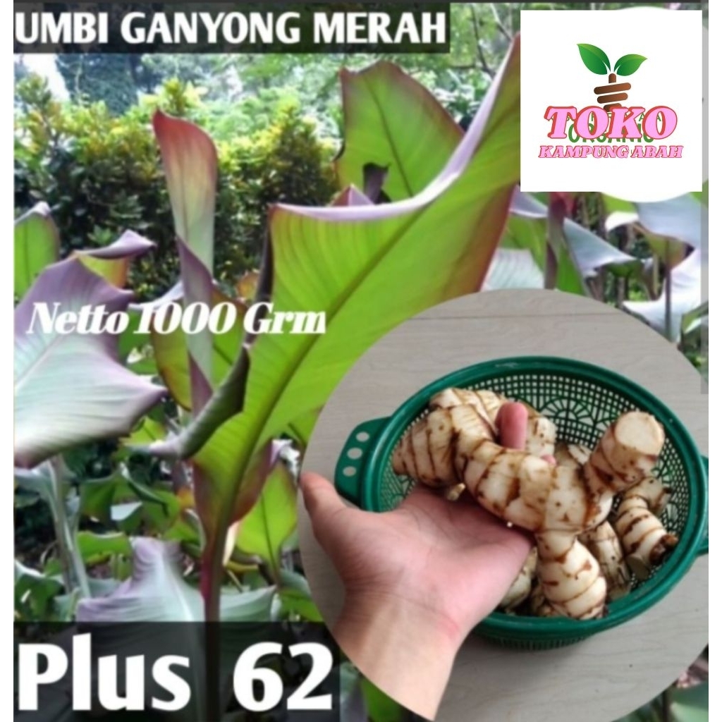 

ganyong merah 1kg