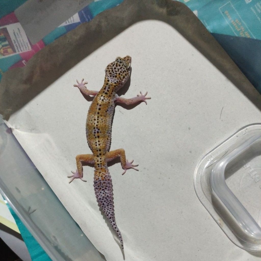 MAINAN ANAK GECKO DEWASA_BLACK NIGHT PH TREMPER