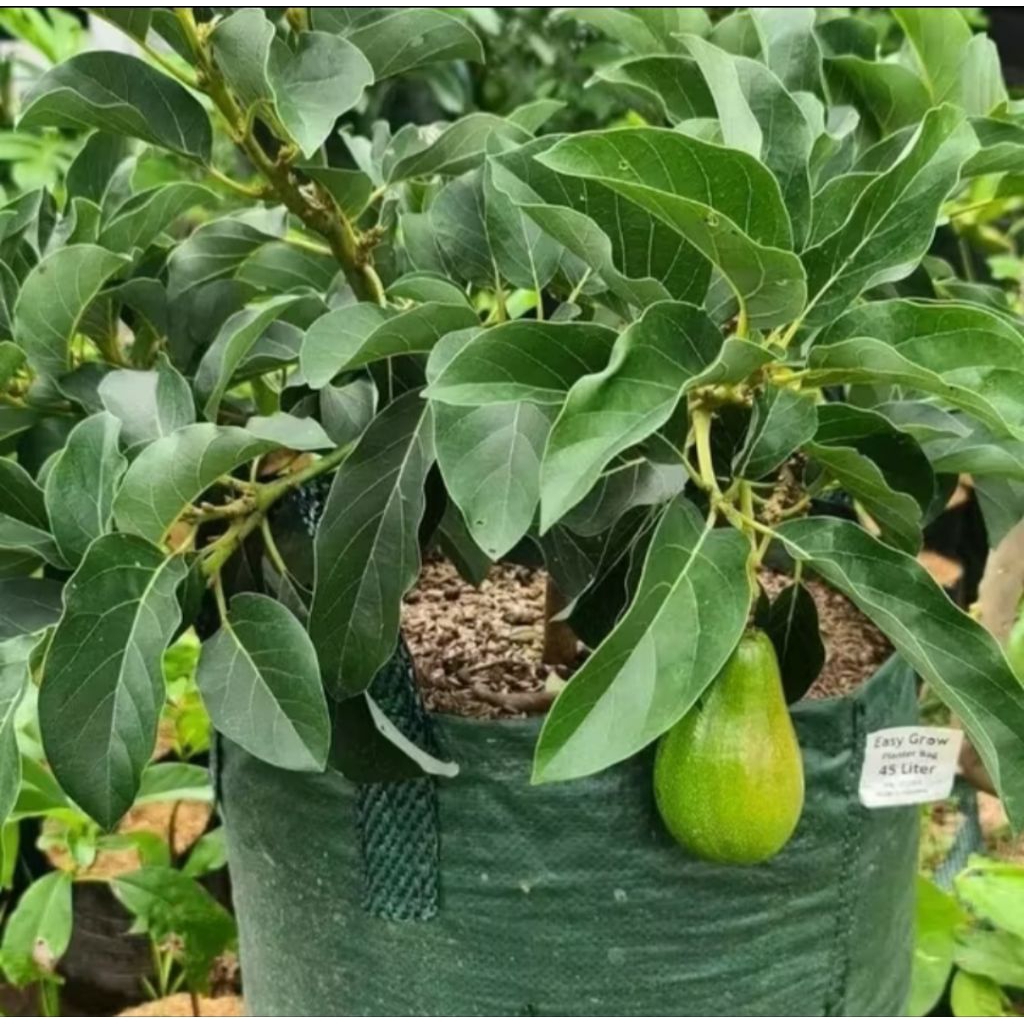 bibit alpukat mentega super jumbo tinggi -+ 1 meter