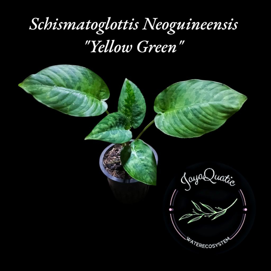 Schismatoglottis Neoguineensis "Yellow Green" - Tanaman Hias Paludarium Jungleplant Outdoor/Indoorpl