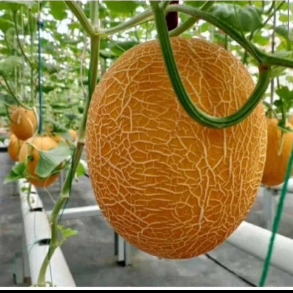

Melon Lavender Hydroponik Greenhouse berat 500g_1kg