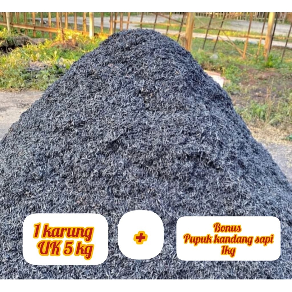 Murah ⁉️ 1 karung sekam bakar UK karung 5 + bonus pupuk kandang sapi 1 kg