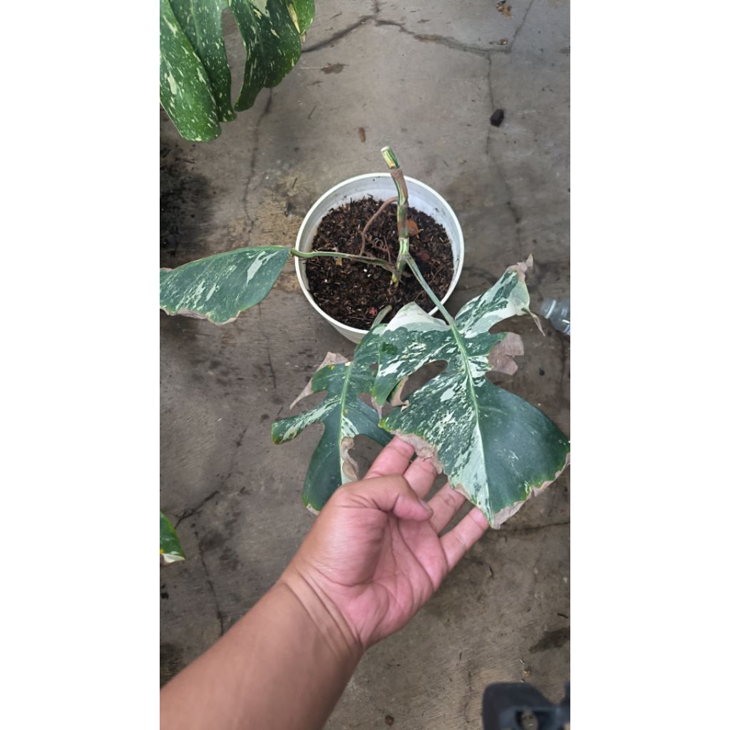 monstera marmorata