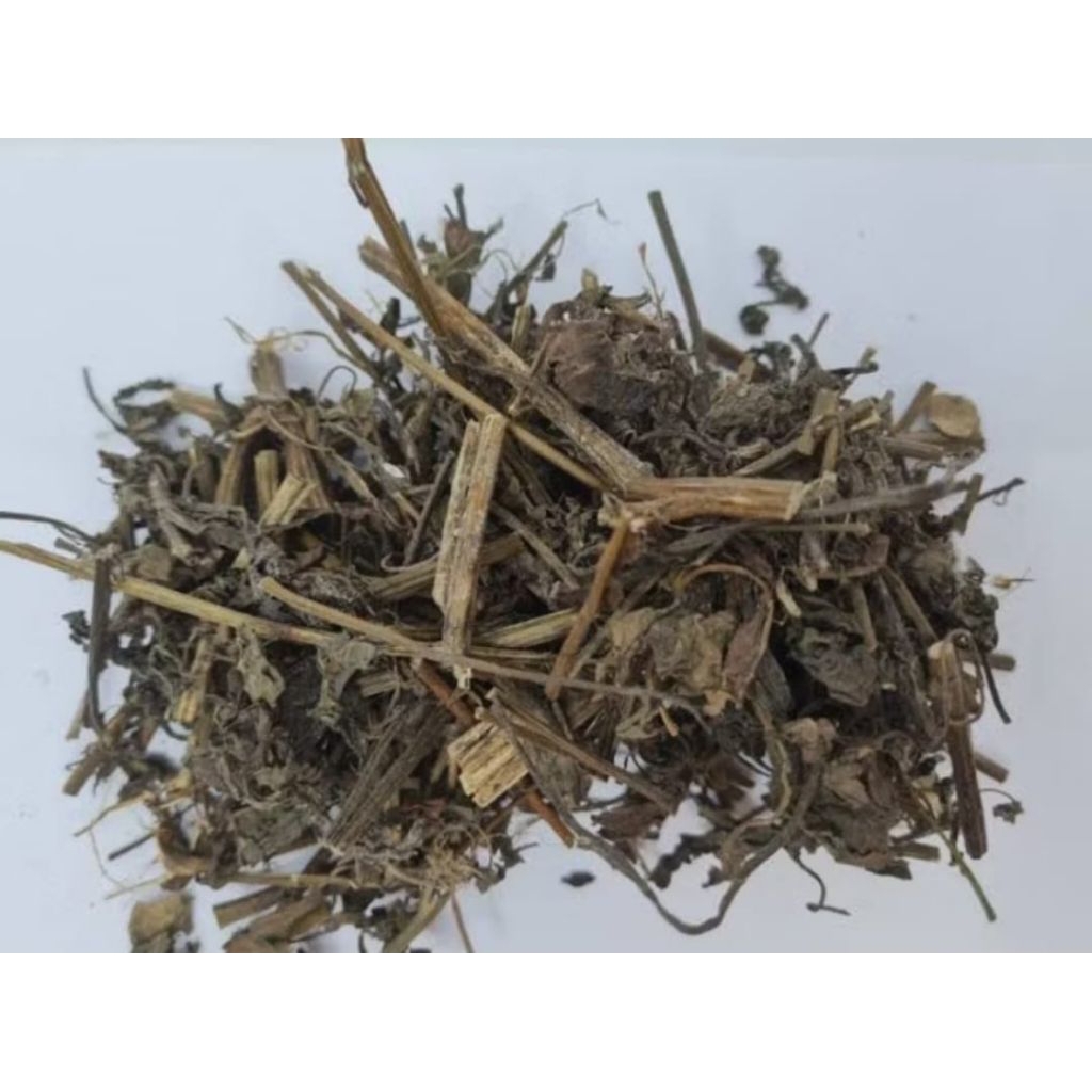 

Daun Sambung Nyawa Kering Kualitas Premium