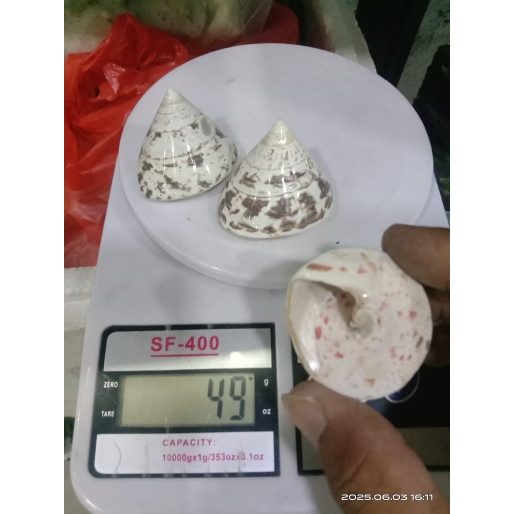 

cangkang kerang Piramida size +-50gr