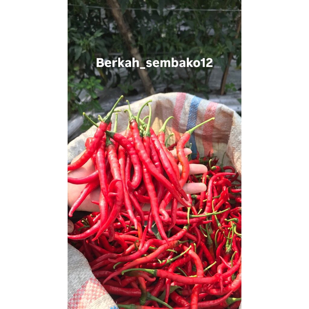 

CMK CABAI LOMBOK CABE MERAH KERITING FRESH BARU PETIK
