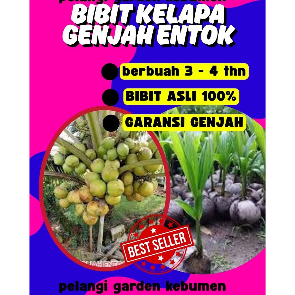 SUDAH DIKUPAS  Bibit Buah Kelapa Genjah Hibrida F1, Bibit Buah Kelapa Genjah Kebumen F1