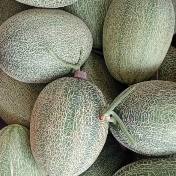 

MELON ORENS SWET NET 1 BUAH