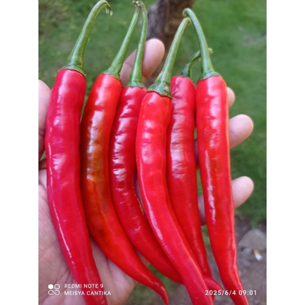 benih/cabe/merah/besar/jenis/TW/bisaCOD