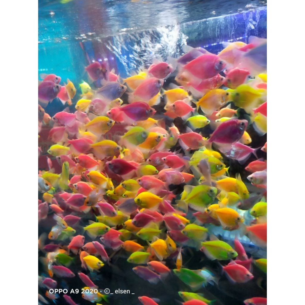 ikan glowfish 1.500