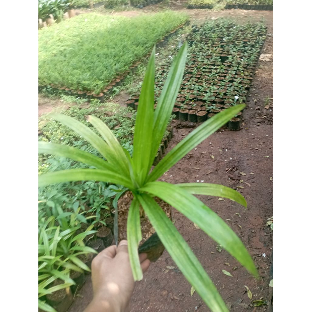 Pandan Wangi Pohon Pandan Wangi