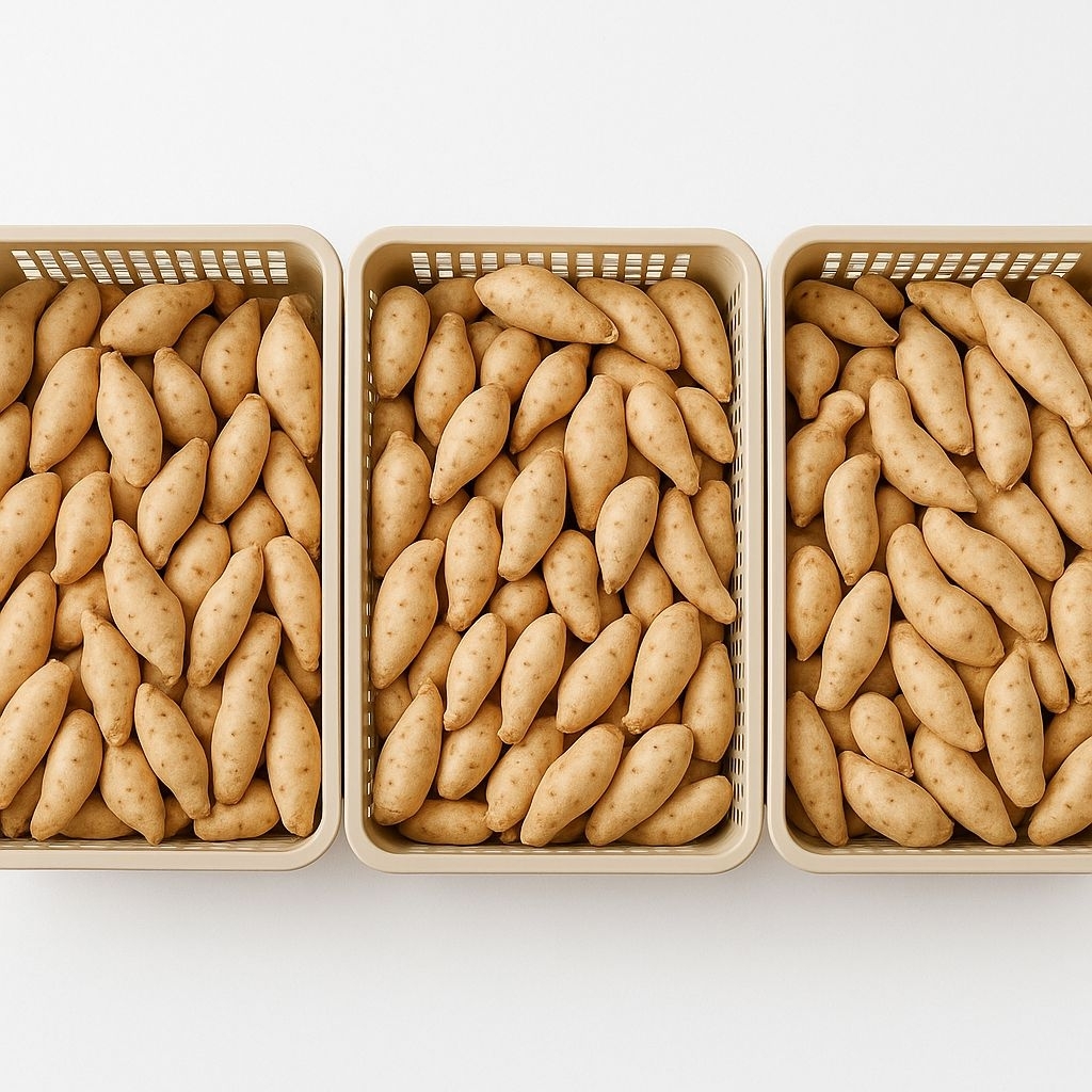 

Diet sehat!!! ubi madu Asli dari Cilembu ukuran Kecil 1kg makanan sehat cocok untuk diet gluten free