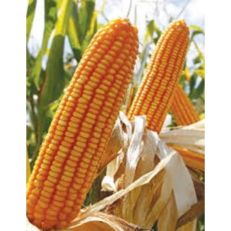 BENIH/BIJI JAGUNG HIBRIDA BERTONGKOL2 (15 butir)