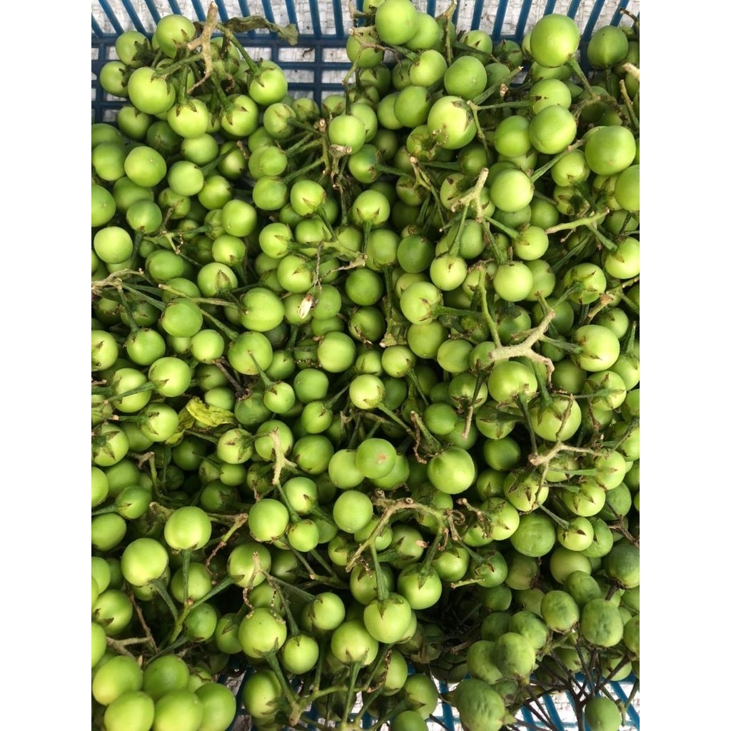 

Rimbang mulai per 100gram