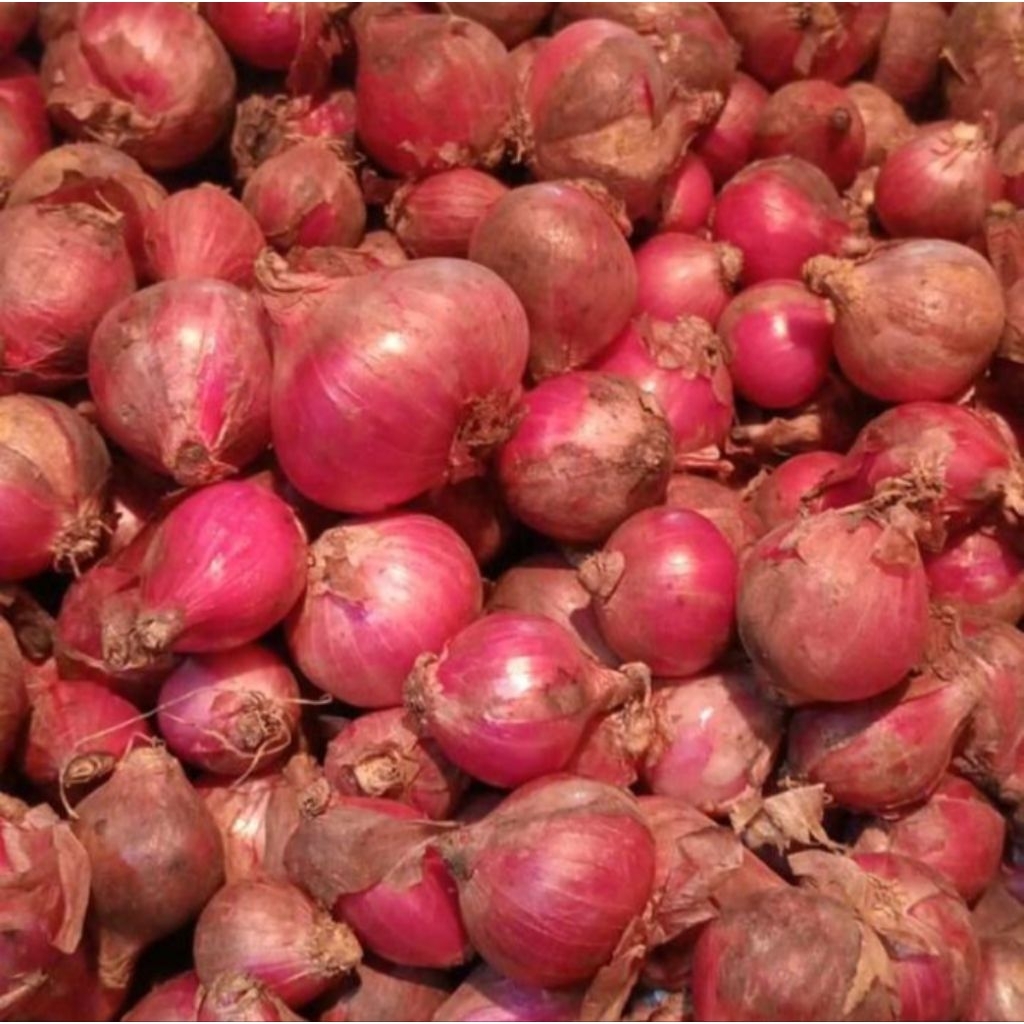 

Bawang Merah Murah 500gr Harga Murah Kualitas Mewah