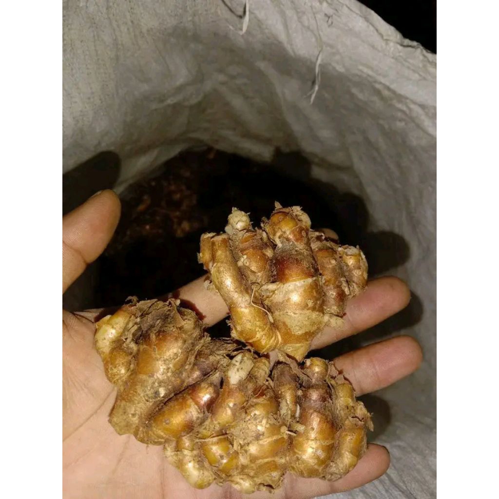 

kencur seger 10kg bahah bumbu seblak