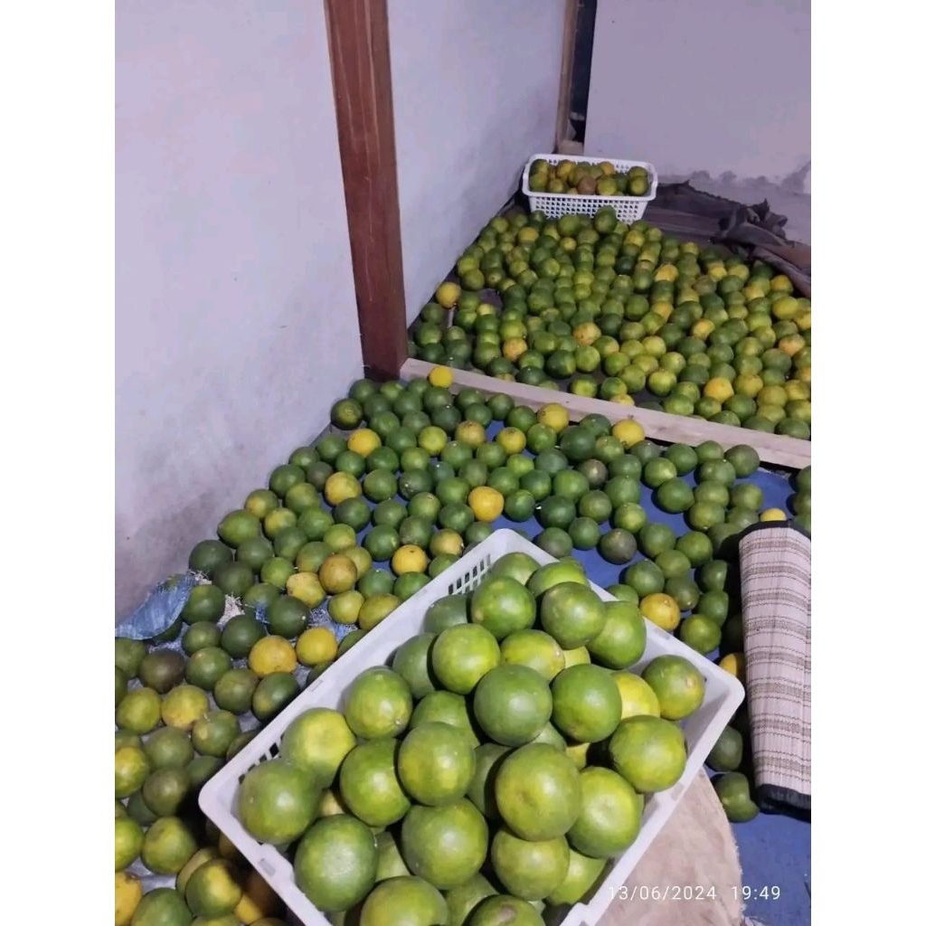 

Jeruk baby/jeruk baby sragen/jeruk baby lokal java 1kg