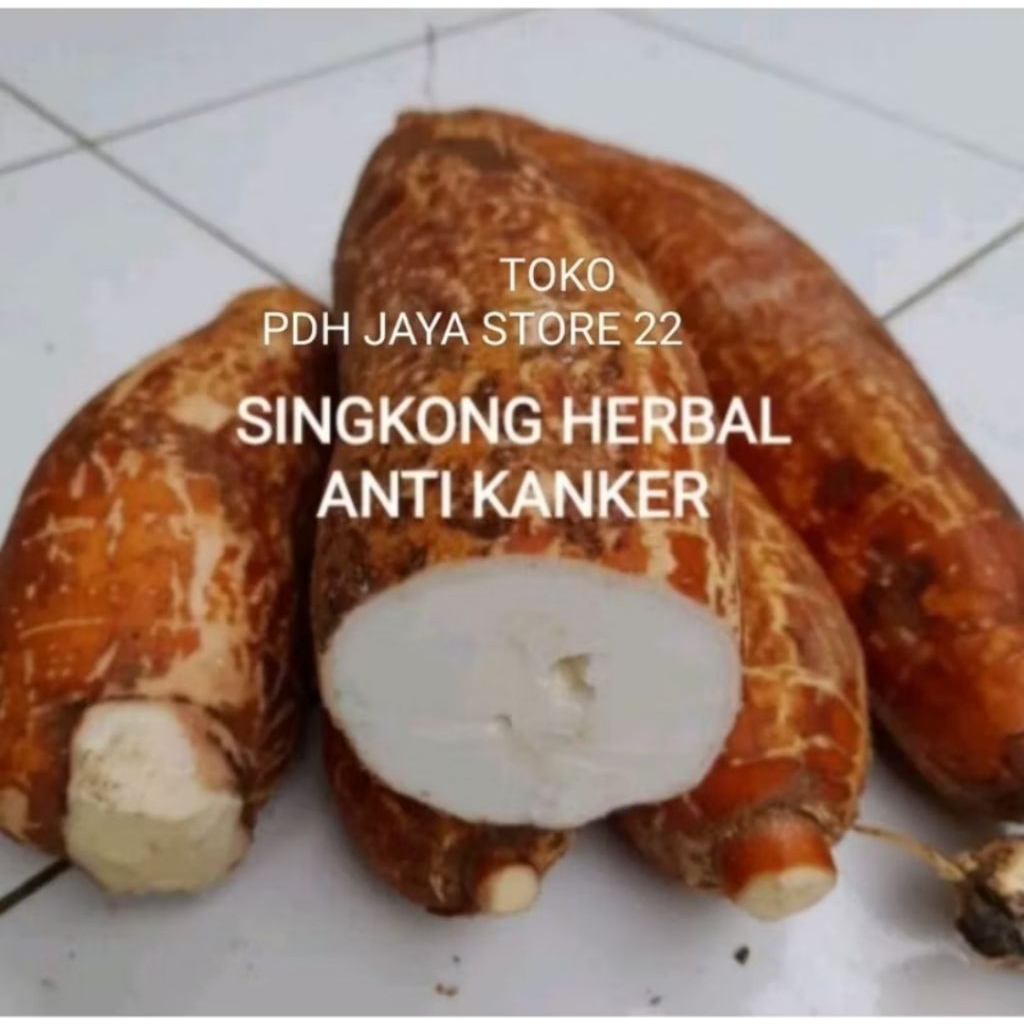 

Singkong racun singkong kerikil singkong antikanker per 1 kg