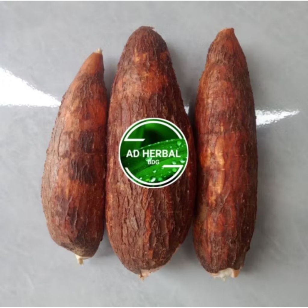 

PROMO!! Singkong Racun Sapi Kuru /Singkong Genderewo Fres 2Kg Anti Kanker