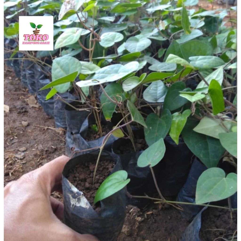 benih rinu unggul super bibit kemukus