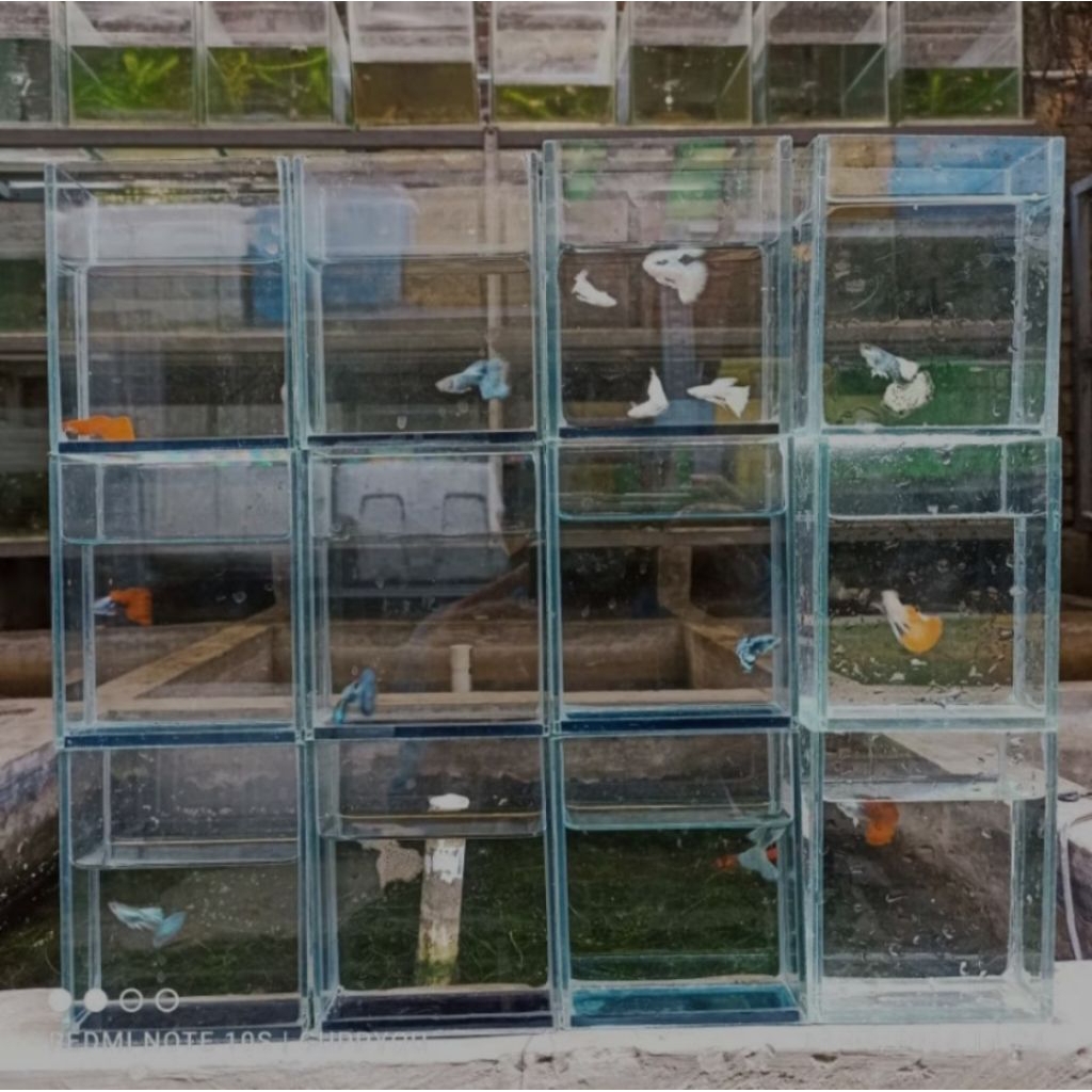 aquarium guppy mini panda ribon