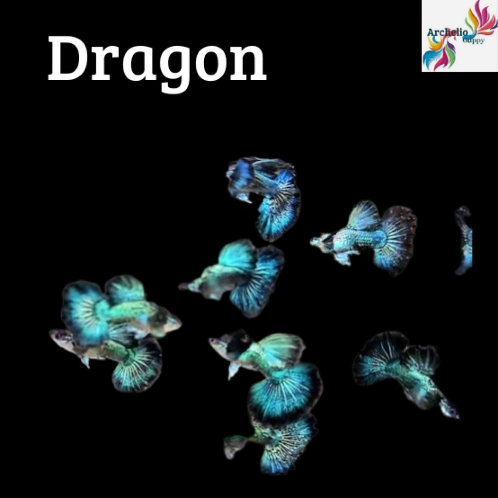 Guppy Purple/Green Dragon