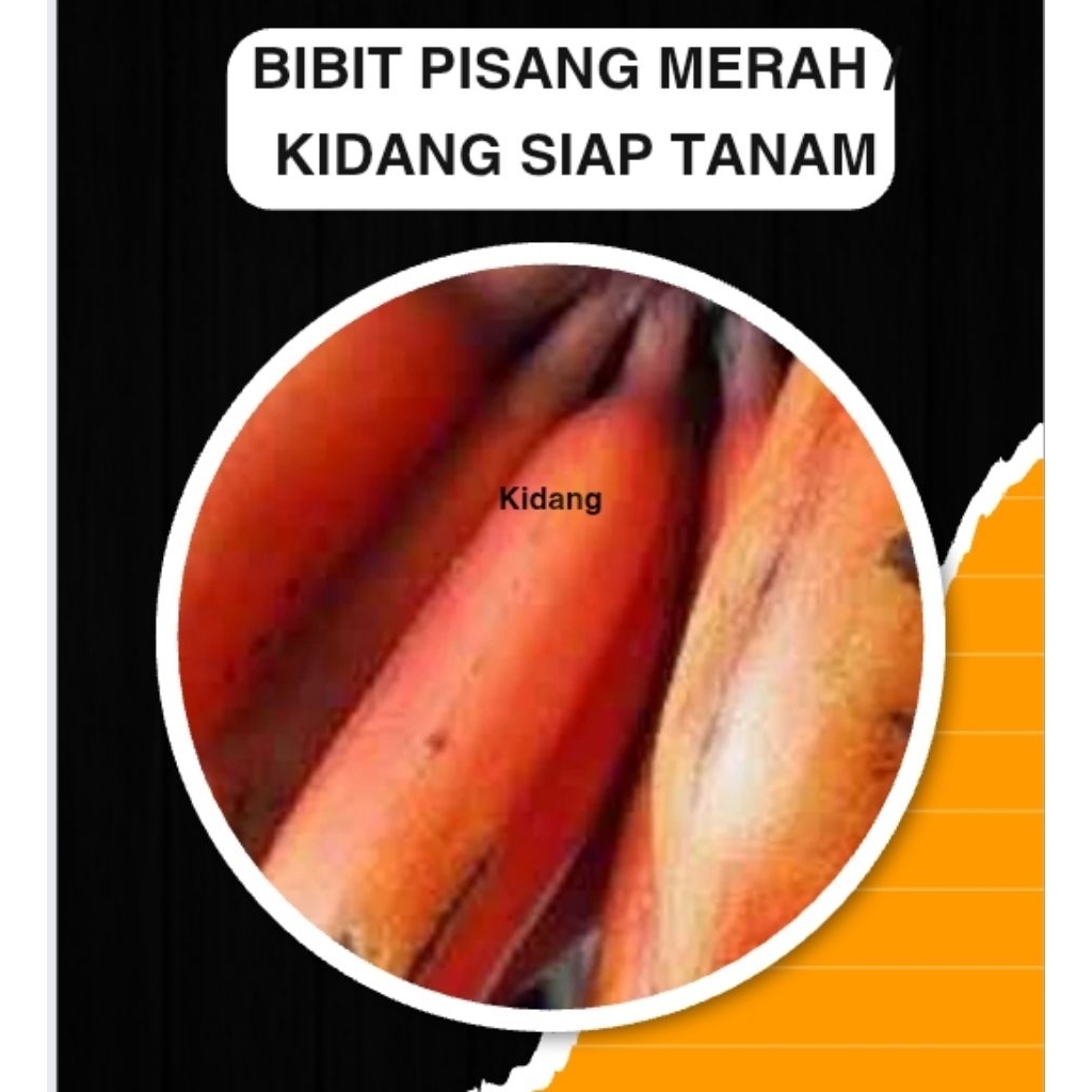 Bibit pisang kidang atau pisang merah jaminan keasliannya