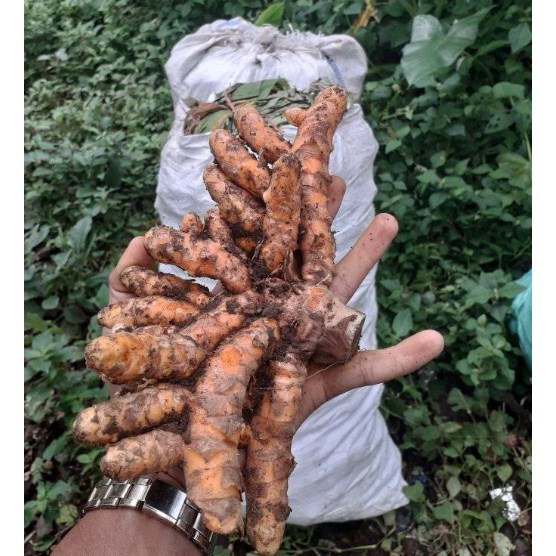 

500GR Kunyit Segar / kunyit bumbu segar