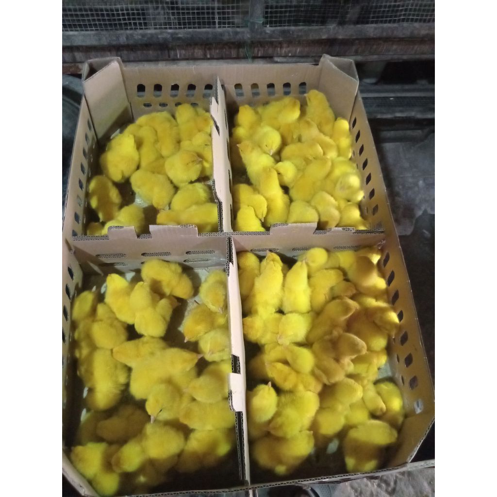 doc jantan warna warni