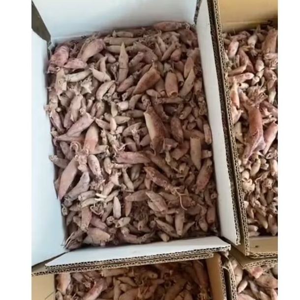 

Cumi Asin 1Dus 10kg