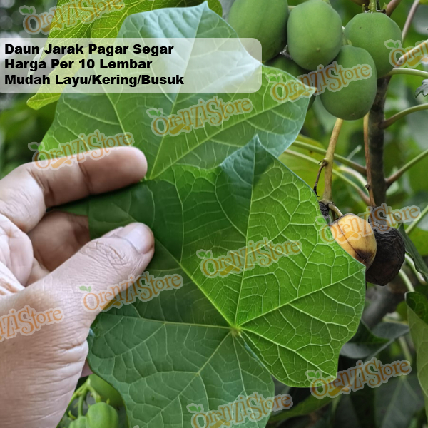 

Daun Jarak Pagar Segar Per 10 Lembar